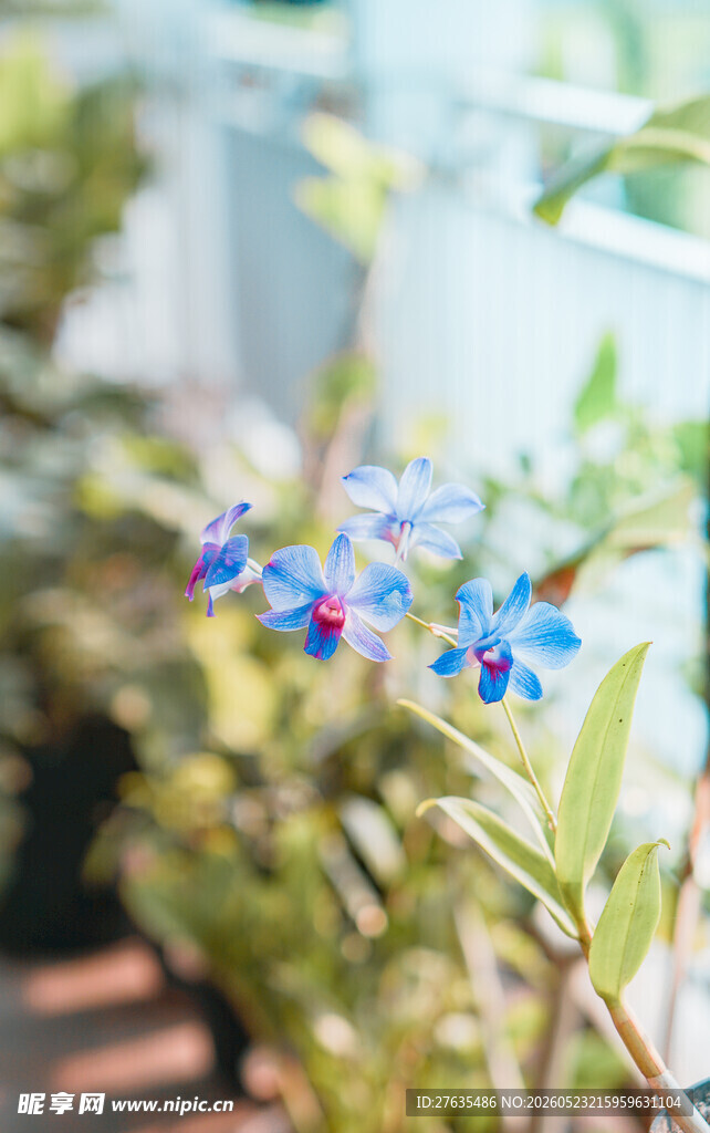蓝花绽放于绿植间