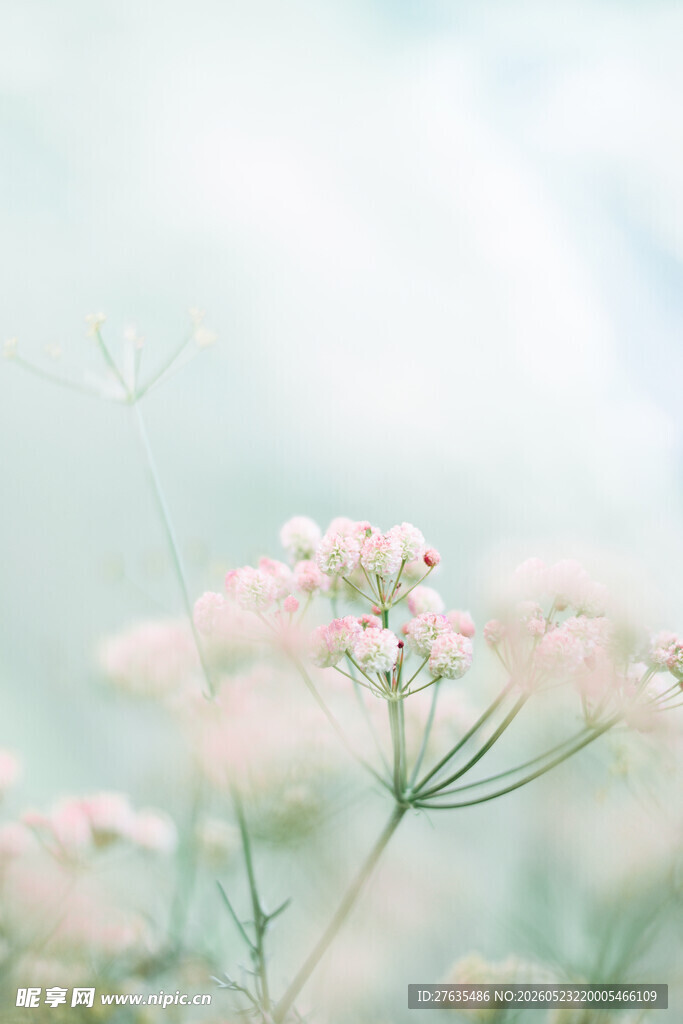 梦幻粉色小花绽放