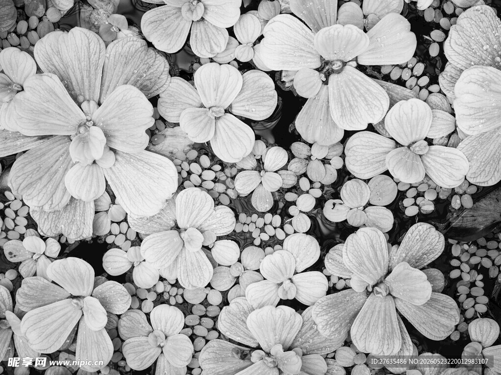 黑白花卉图案纹理特写