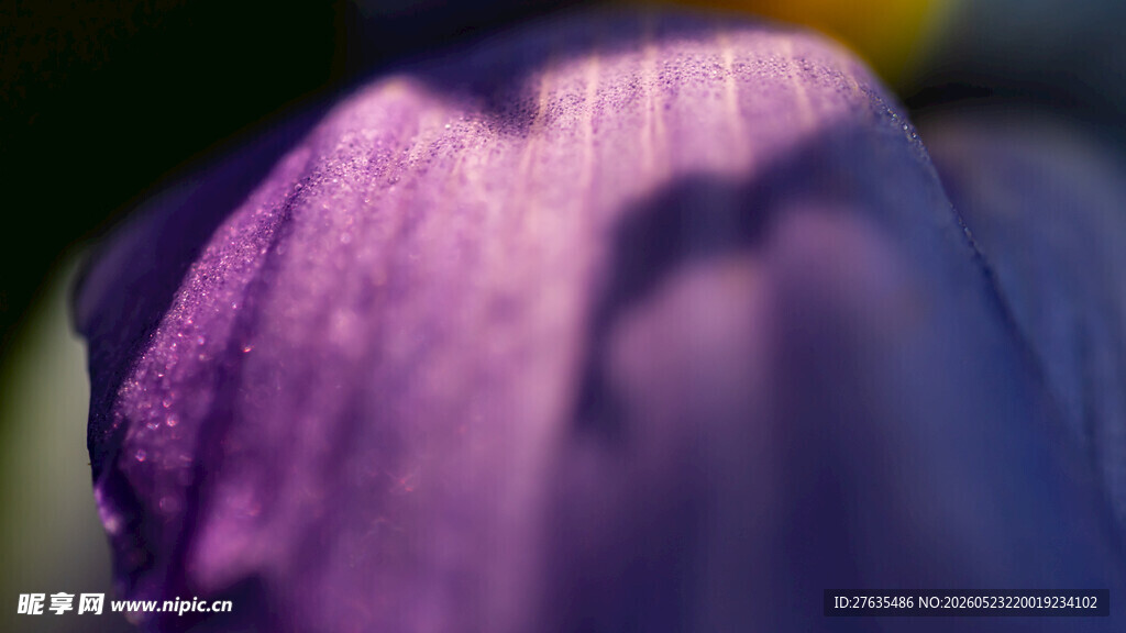 紫色花瓣特写