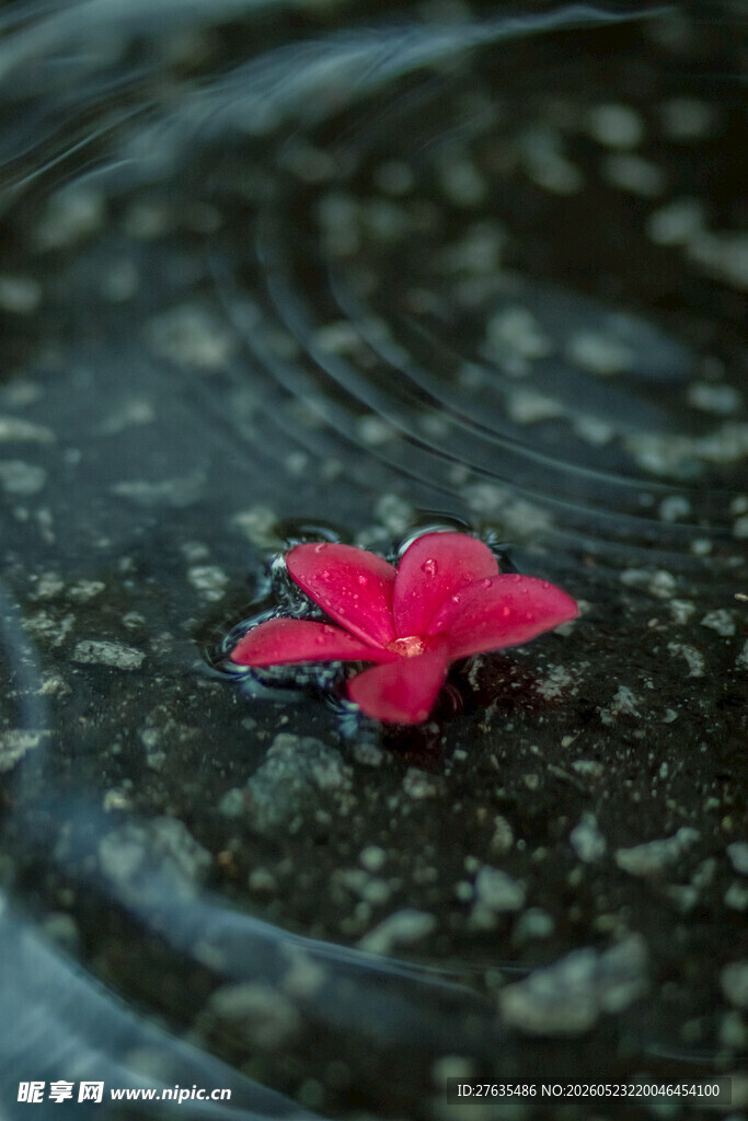 雨中红花落于积水地面