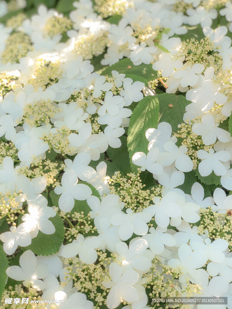 白色碎花植物特写