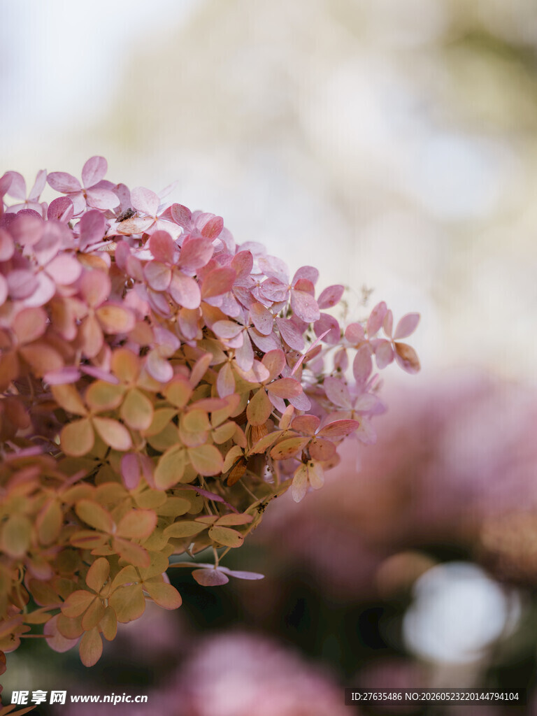 粉色绣球花特写