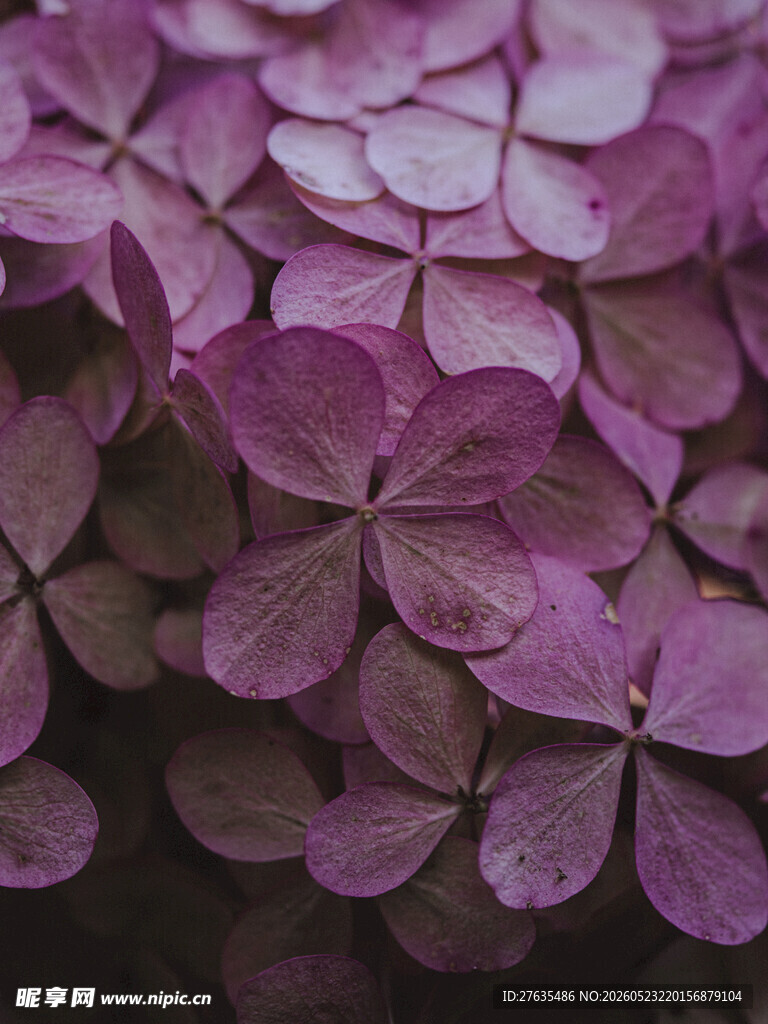紫色三叶草特写