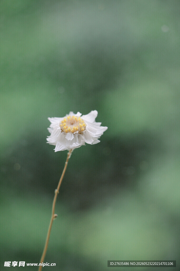 单朵小白花绽放于绿意中