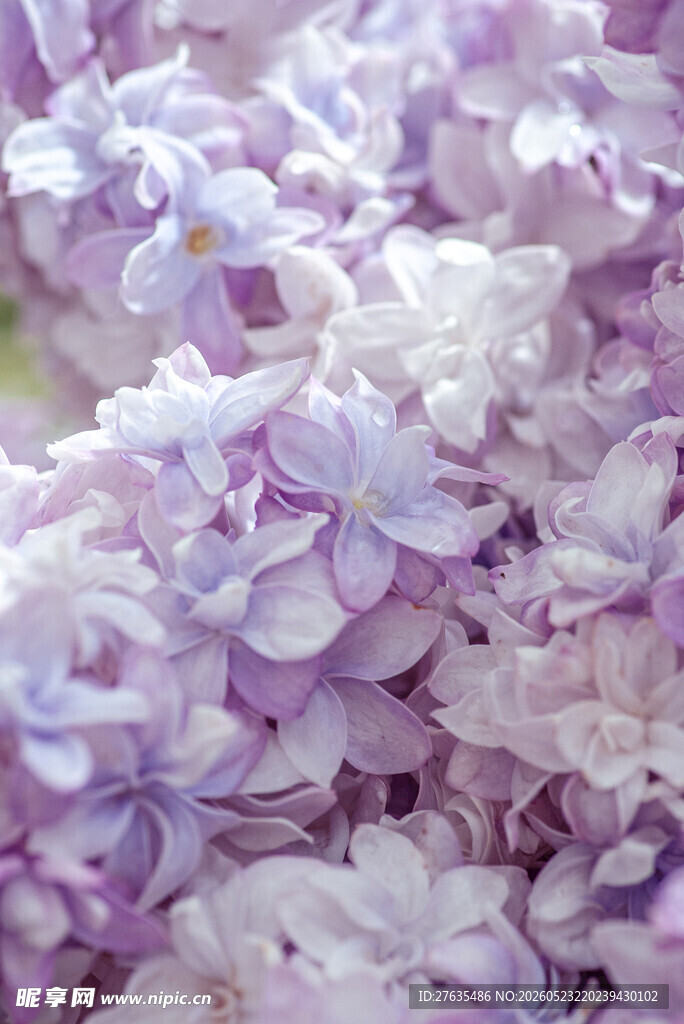 浪漫紫丁香花绽放