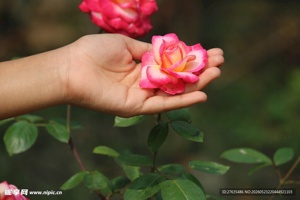 手托娇艳月季花