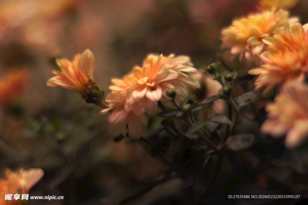 橙色菊花绽放