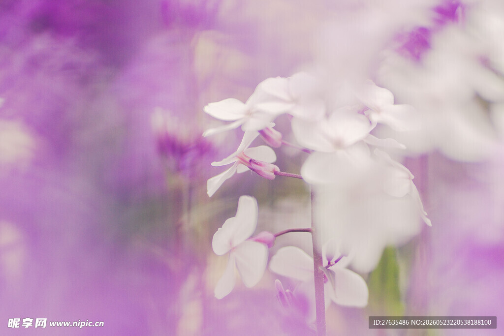 梦幻紫色花海中的白花朵