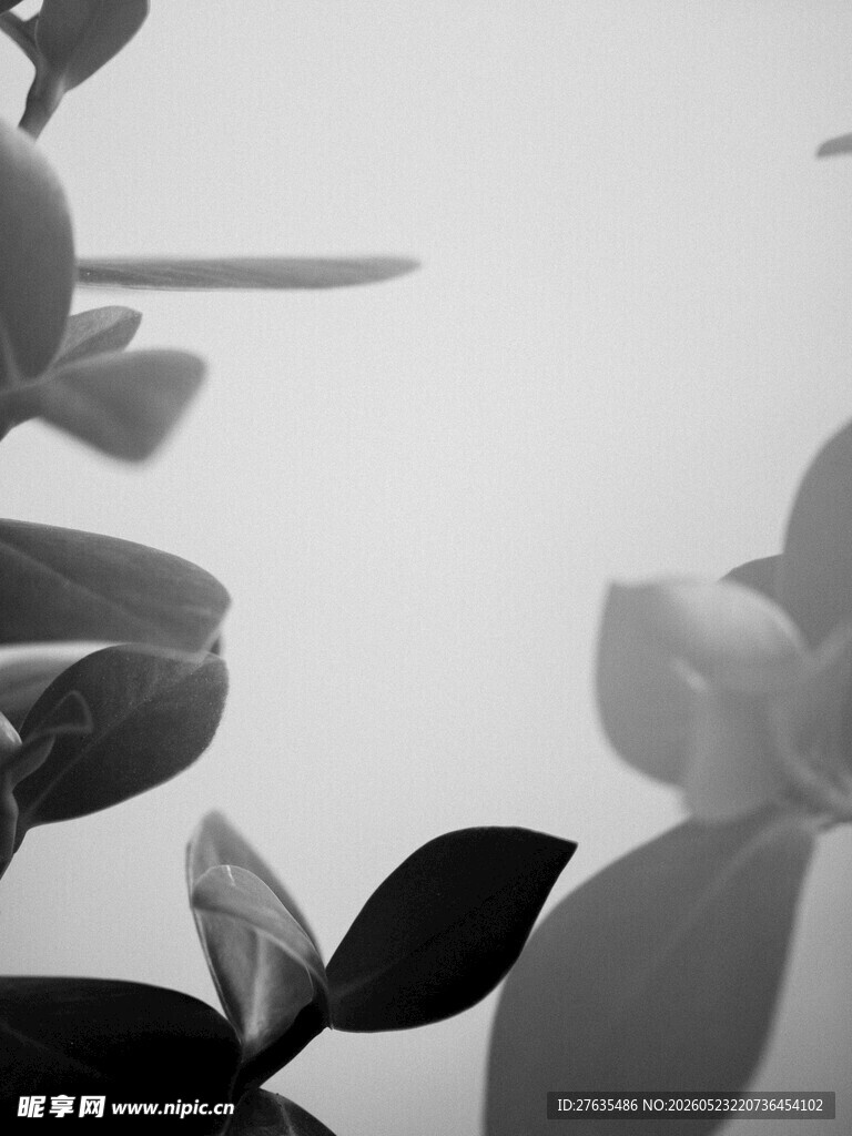 黑白花卉特写