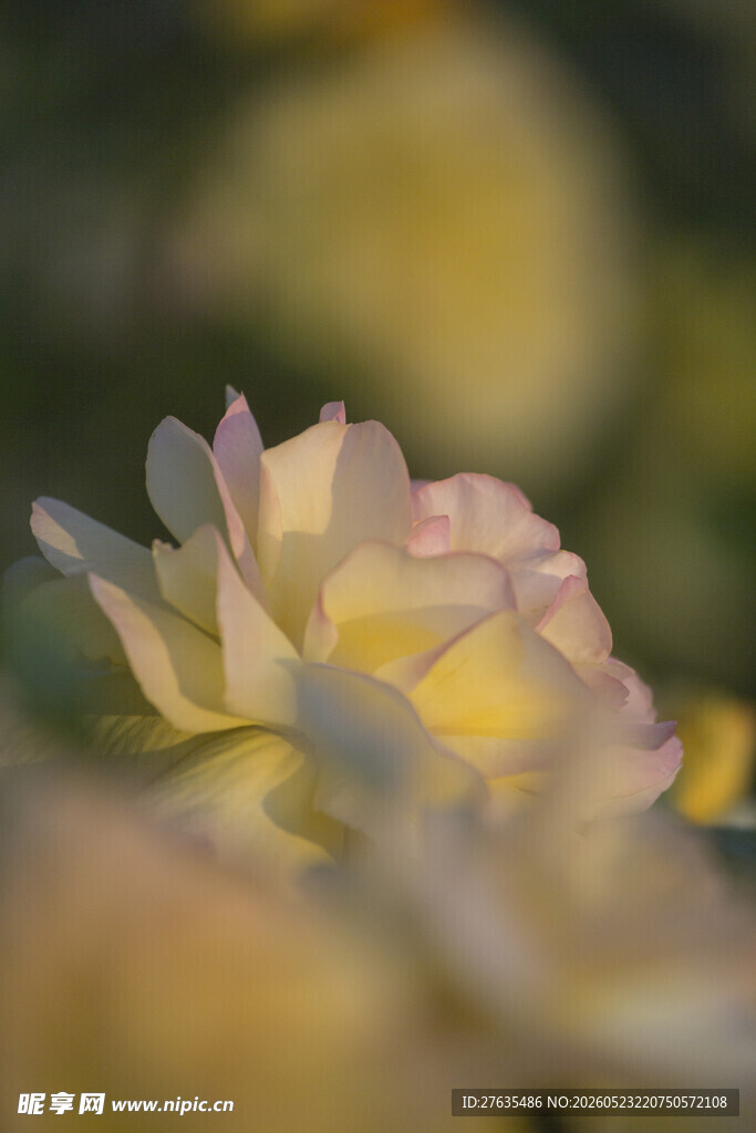 柔美绽放的淡色月季花