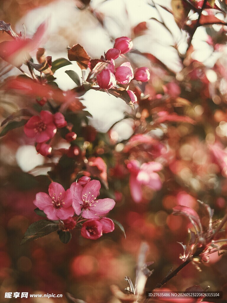 娇艳绽放的粉色花卉