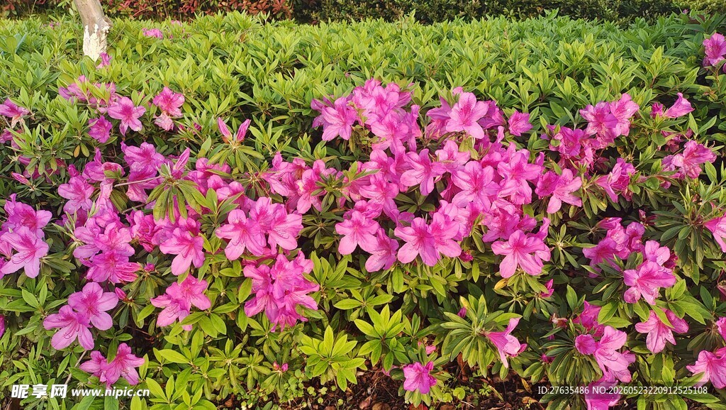 盛开的粉色杜鹃花