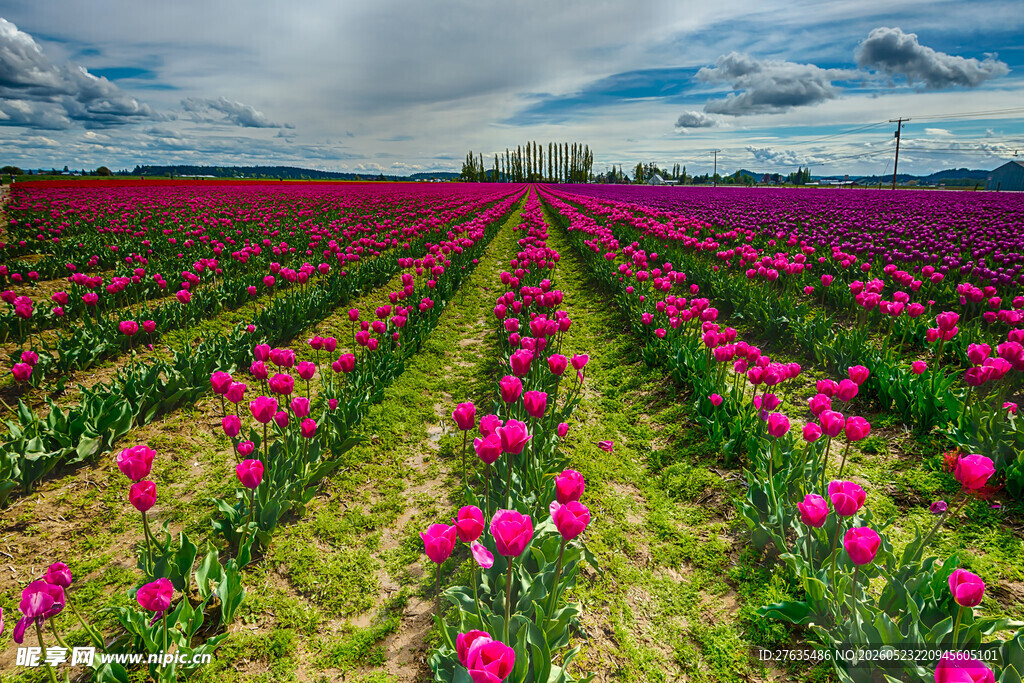 绚烂郁金香花田美景