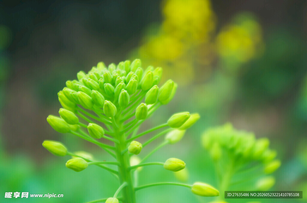 嫩绿花卉特写