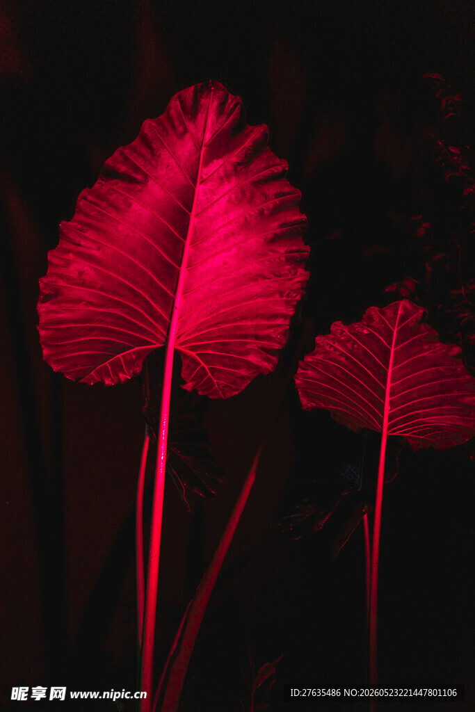 梦幻粉红叶片植物特写