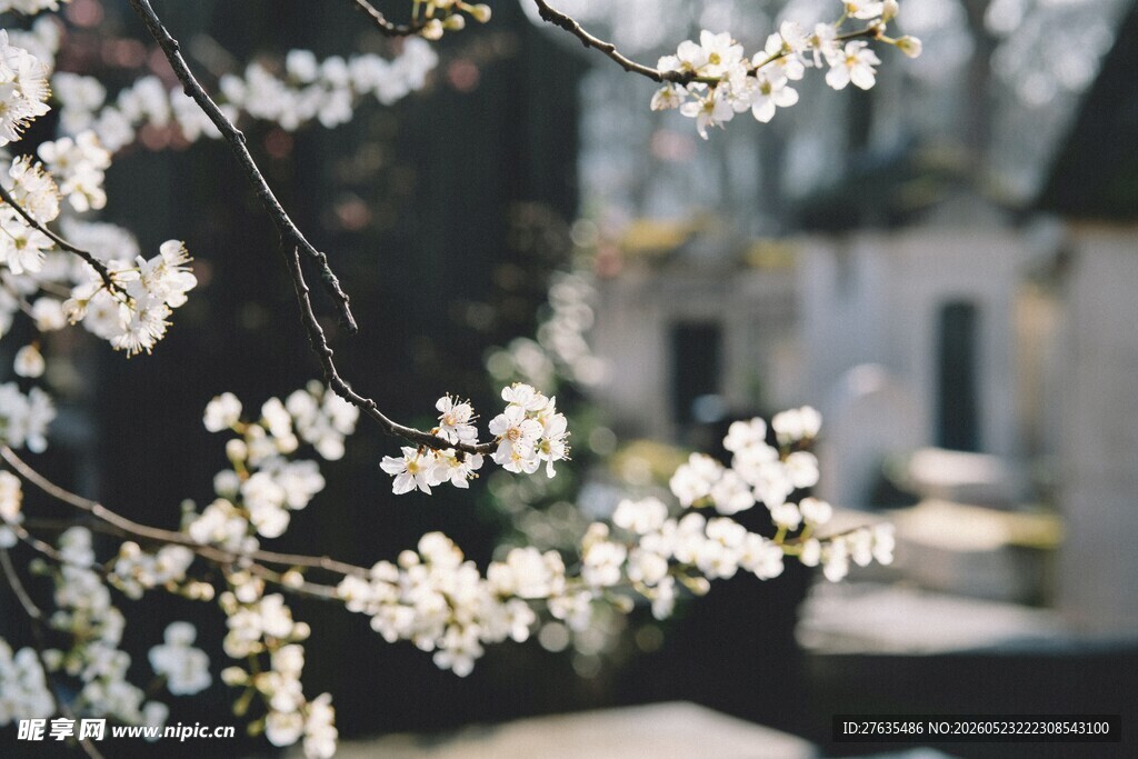 枝头绽放的洁白花朵