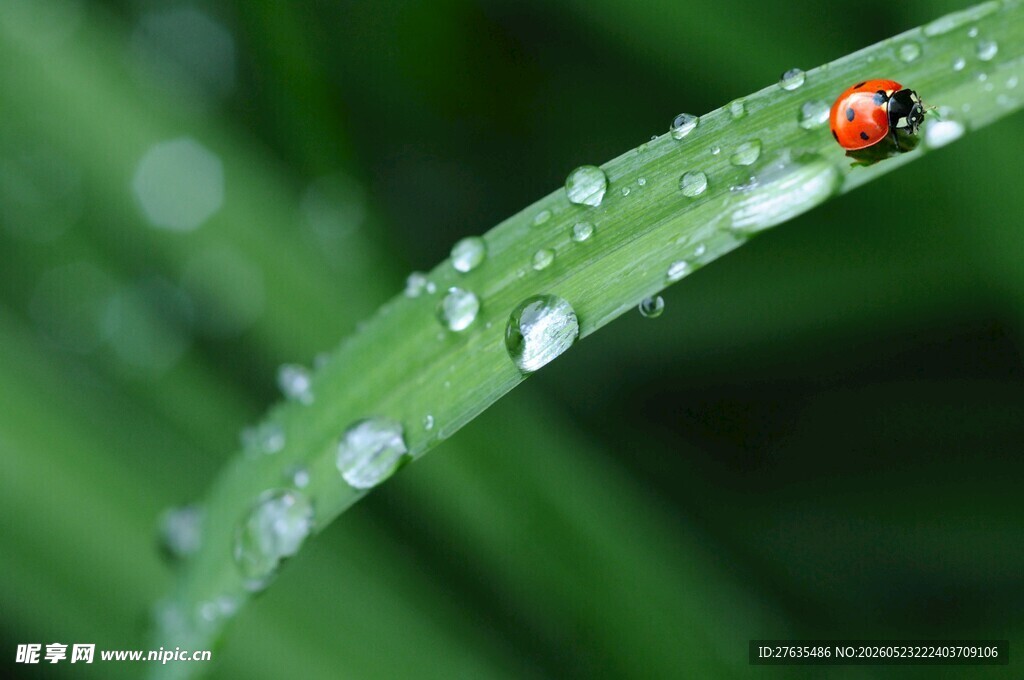 绿叶上的瓢虫与晶莹水珠