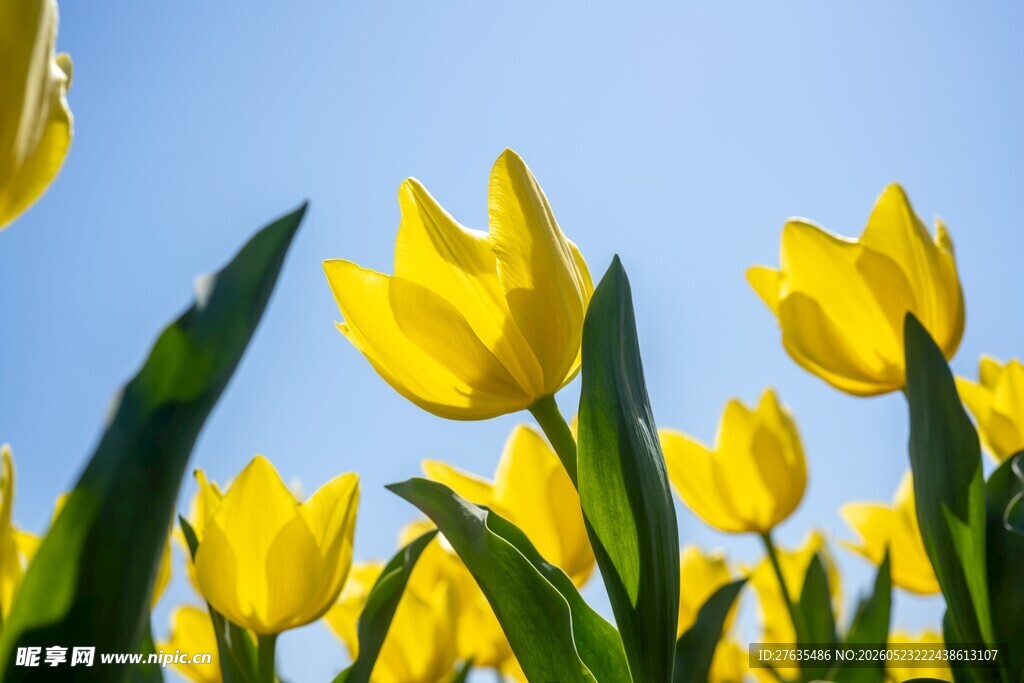 黄色郁金香花海