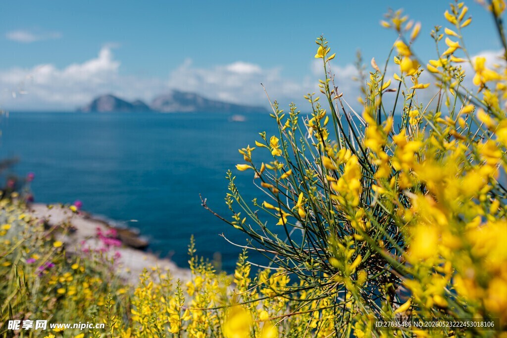 海边烂漫黄花绽放美景