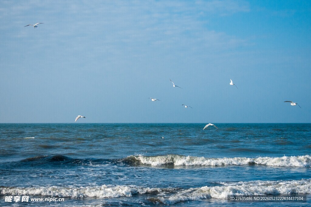 碧海蓝天海鸥伴浪