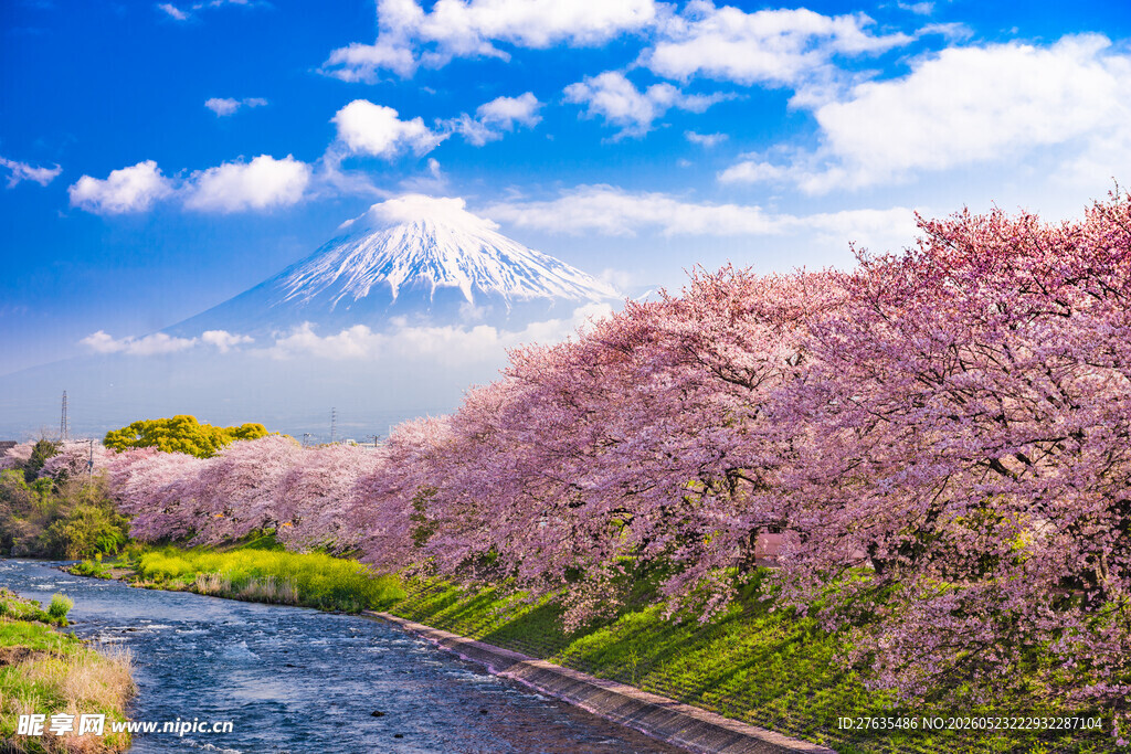 富士山下烂漫樱花美景