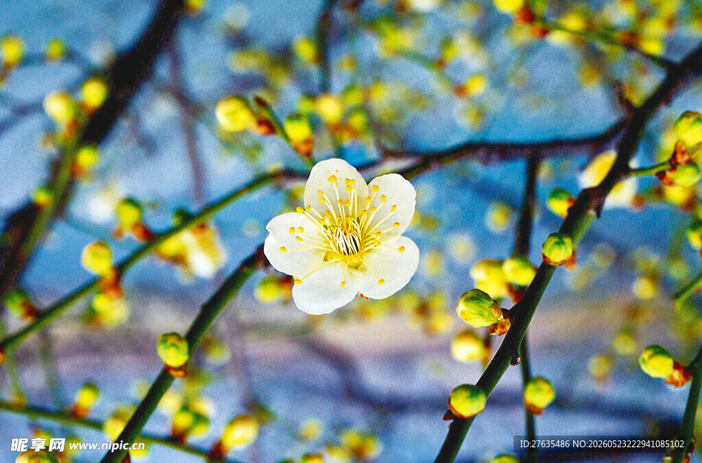 枝头绽放的娇艳白梅花