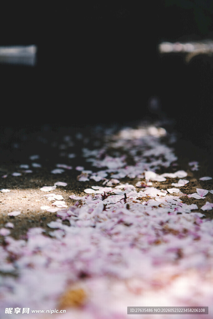 落花铺地尽显春日浪漫