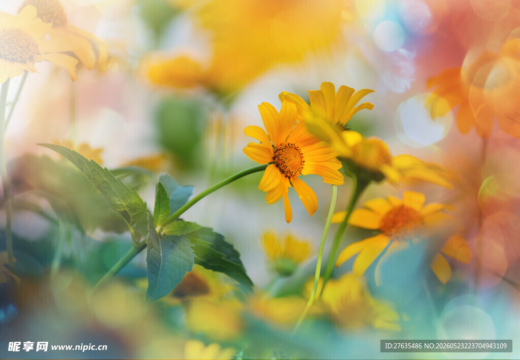 梦幻黄花绽放美景