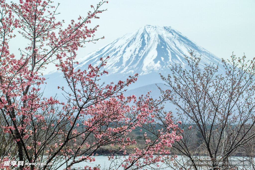 富士山下烂漫樱花绽放