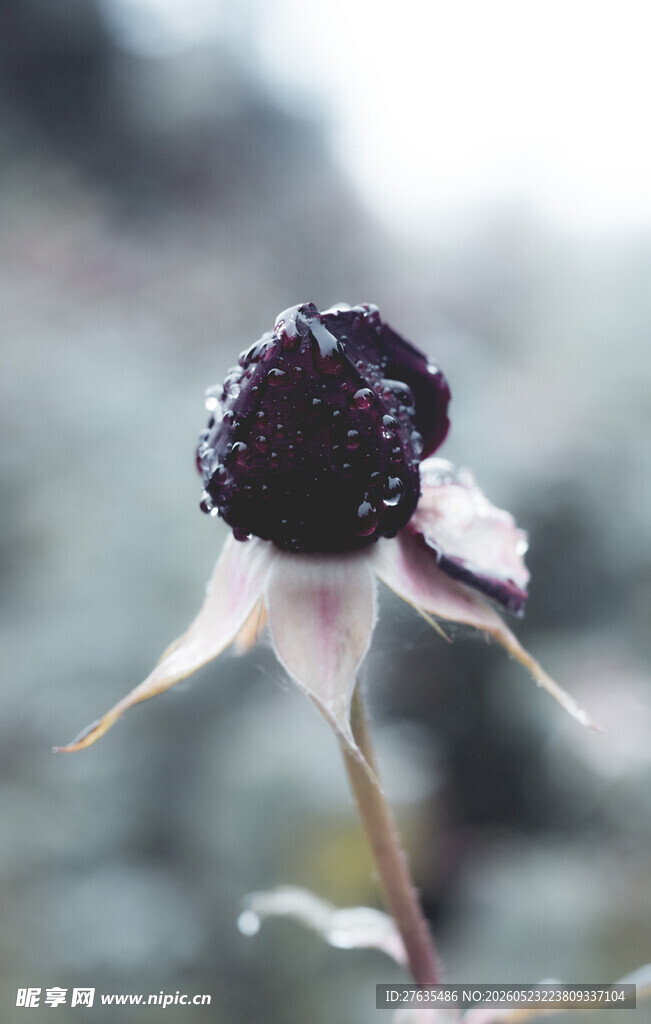 枯萎黑花特写