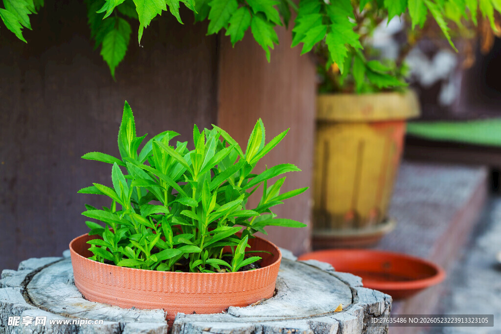 盆栽绿植置于树桩上