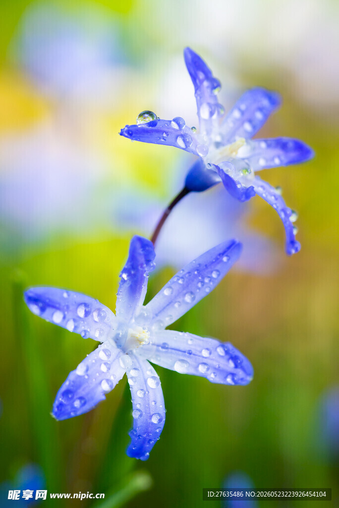 蓝花带露绽放