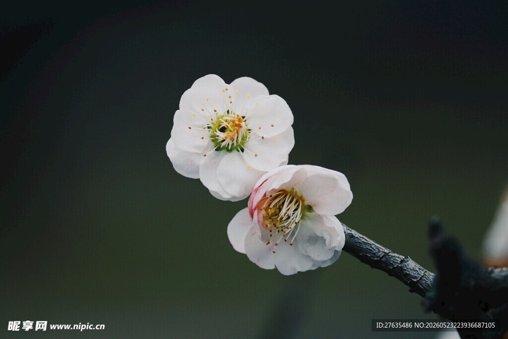 两朵白梅绽于枝头