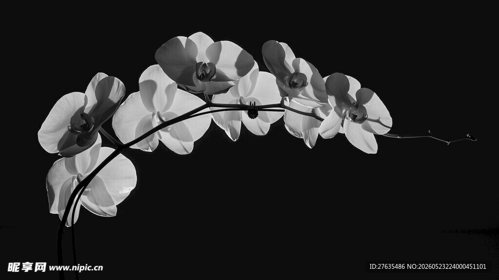 黑白兰花特写