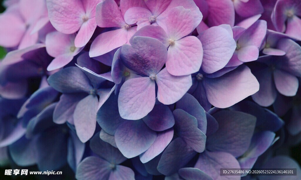 紫色绣球花特写