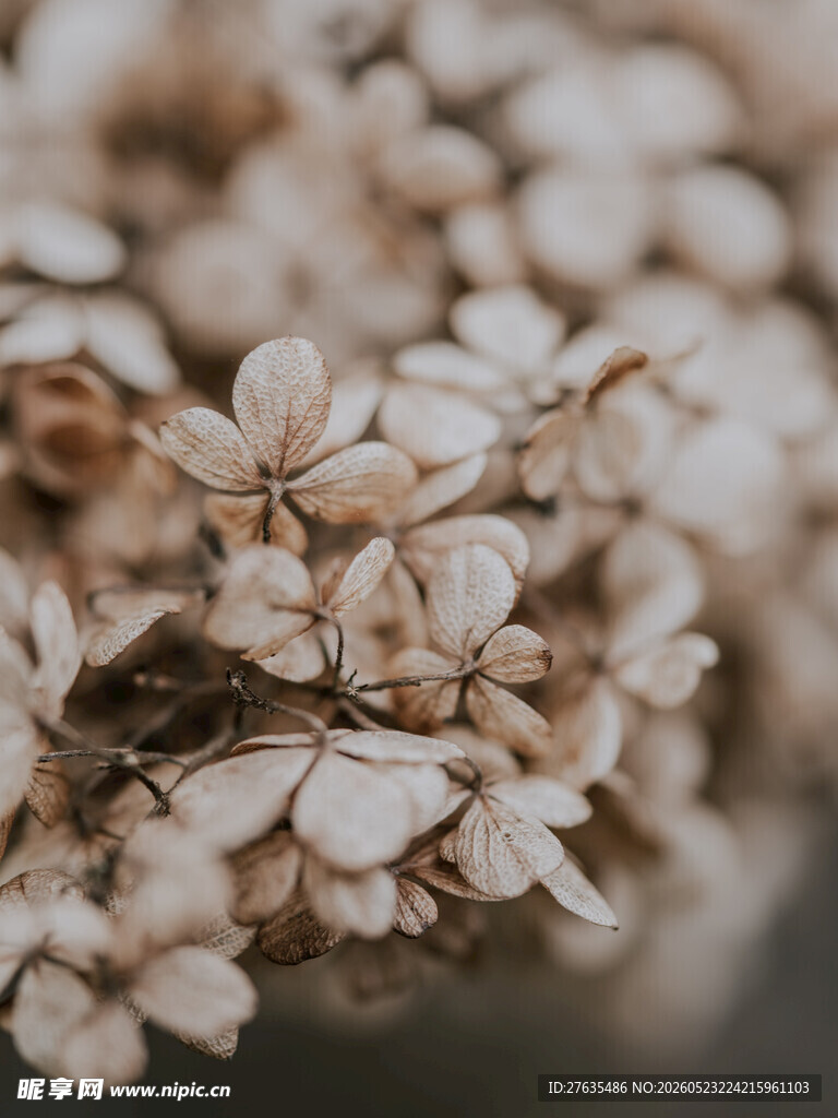 干枯绣球花特写