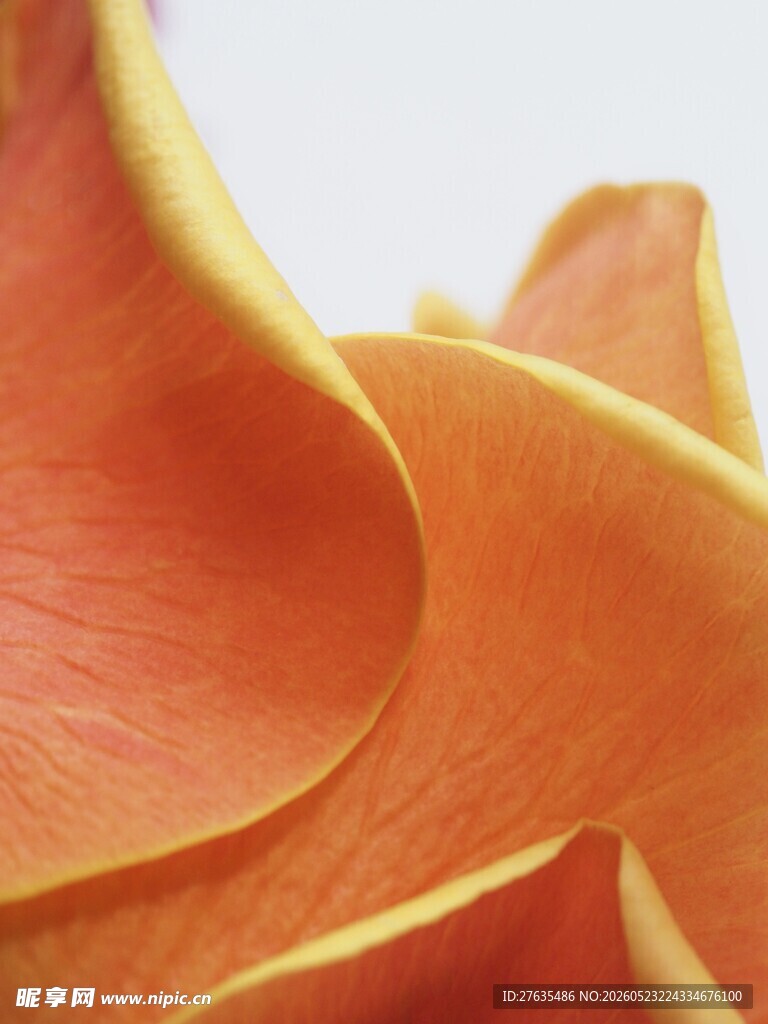 橙黄花瓣特写
