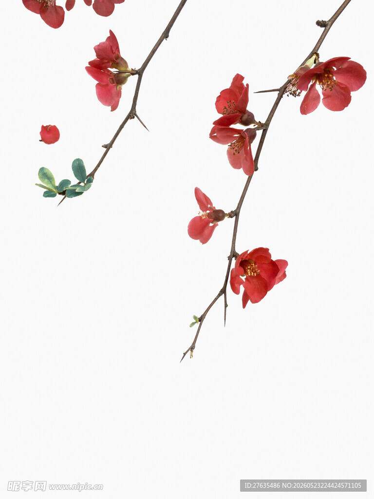 红花朵朵枝头绽