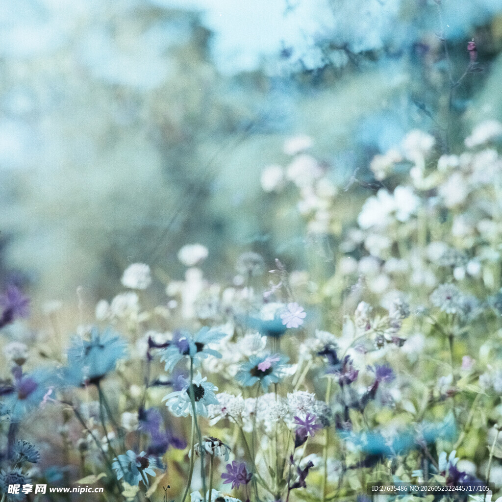 蓝白野花绽放的梦幻花田