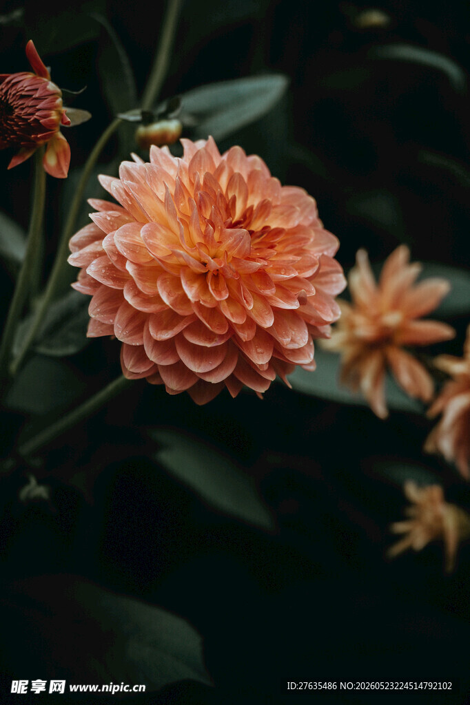 橙色大丽花绽放