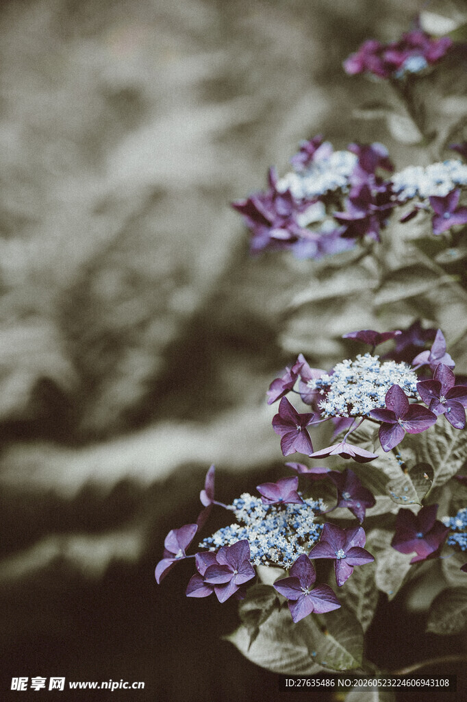 紫色小花特写