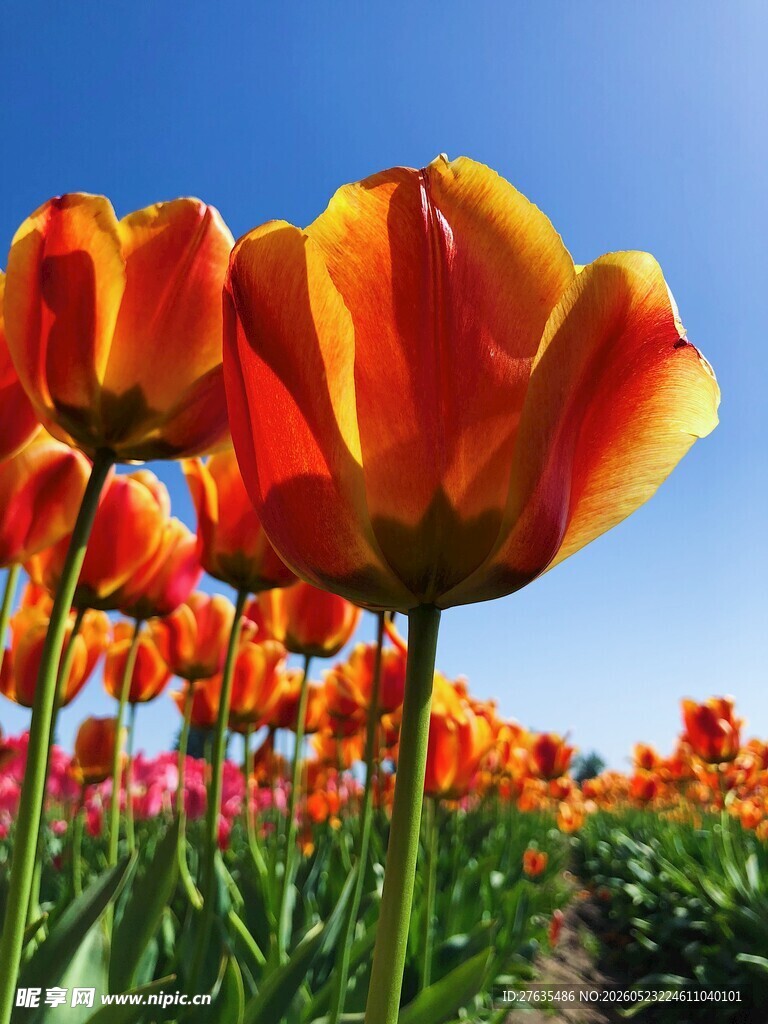 绚烂橙红色郁金香花海