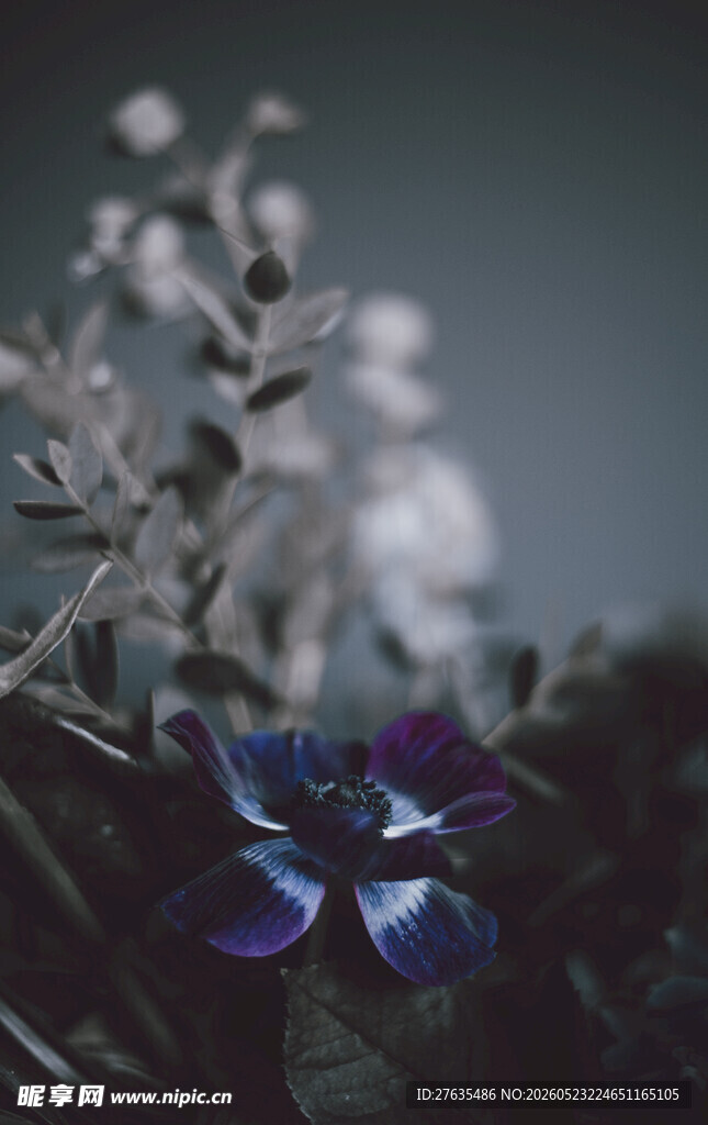 紫色花卉特写
