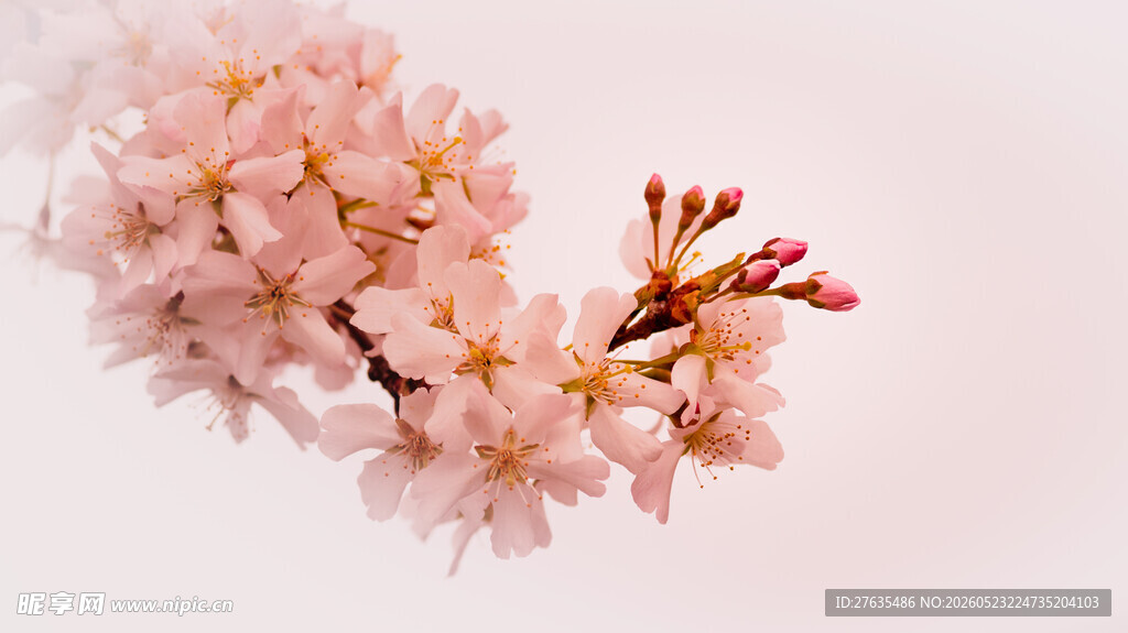 粉嫩樱花枝