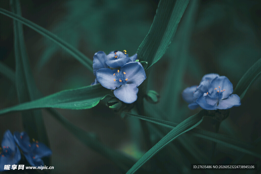 蓝花绽放于绿叶间
