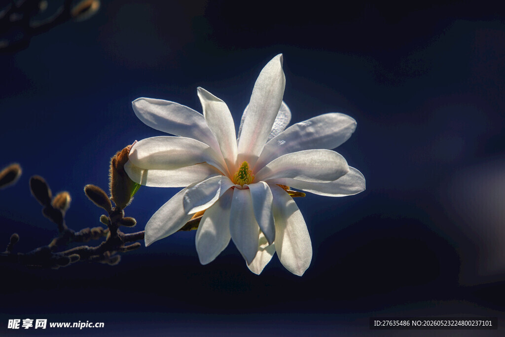 洁白玉兰花绽放