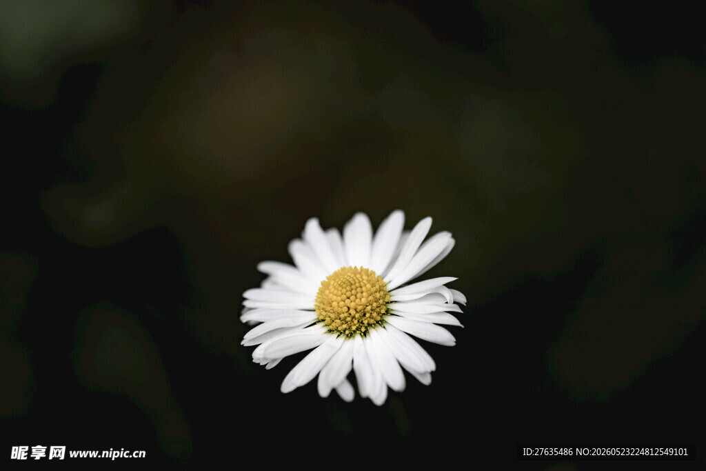单朵雏菊特写