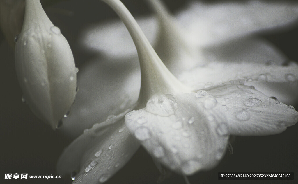 带露白花朵特写