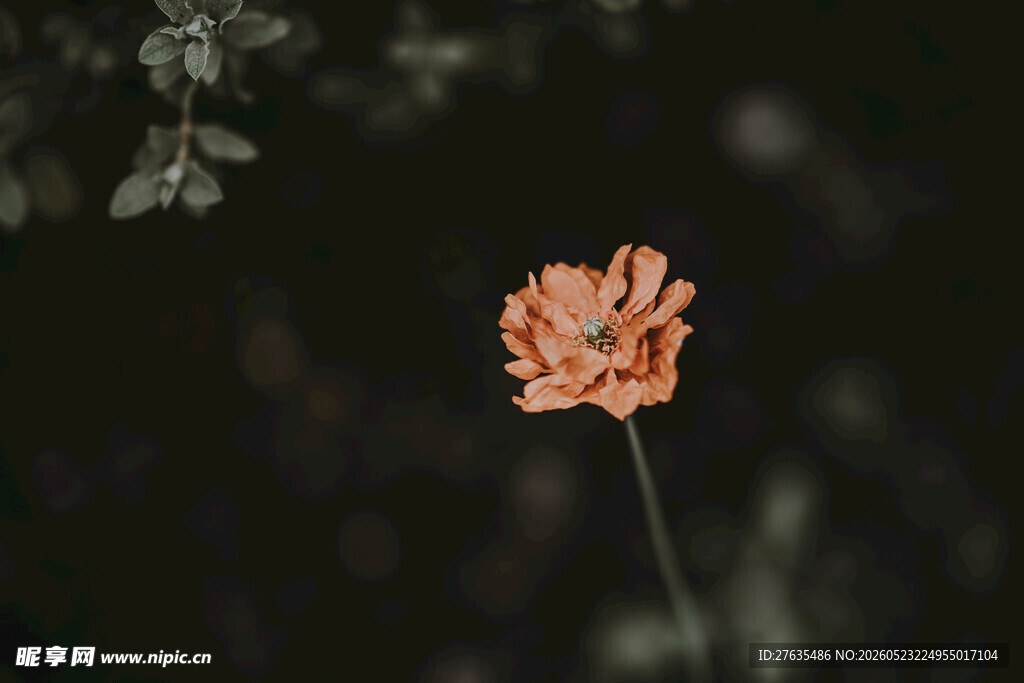 单枝橙色花朵特写